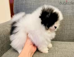 Gorgeous Tricolor Pomeranian . 0