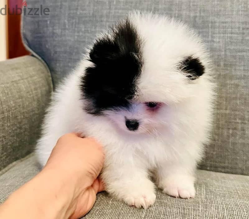 Gorgeous Tricolor Pomeranian . 1