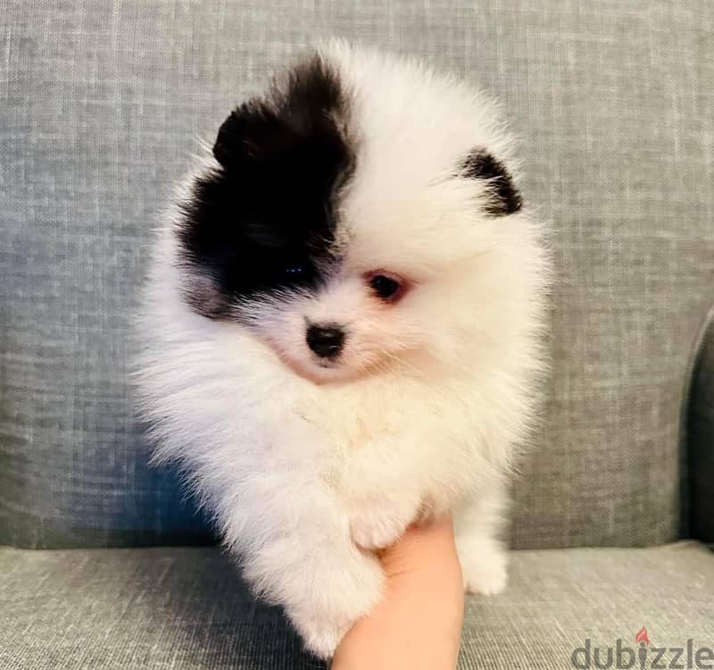 Gorgeous Tricolor Pomeranian . 2