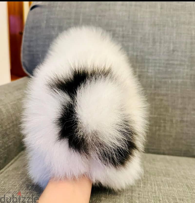 Gorgeous Tricolor Pomeranian . 3