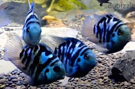 blue polar fish 2 riyal pic 0