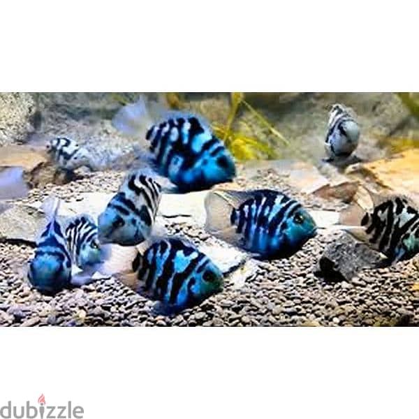 blue polar fish 2 riyal pic 1