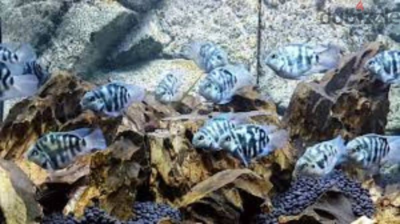 blue polar fish 2 riyal pic 2