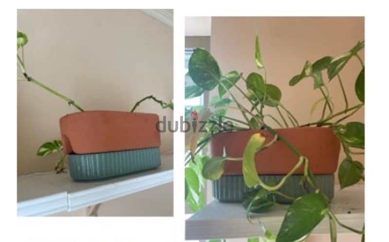 2 self watering pot with healthy plants 0