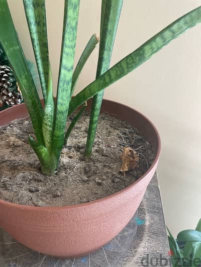 Snake plant with pot