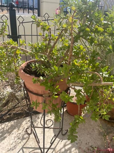 Jade plant with pot and stand