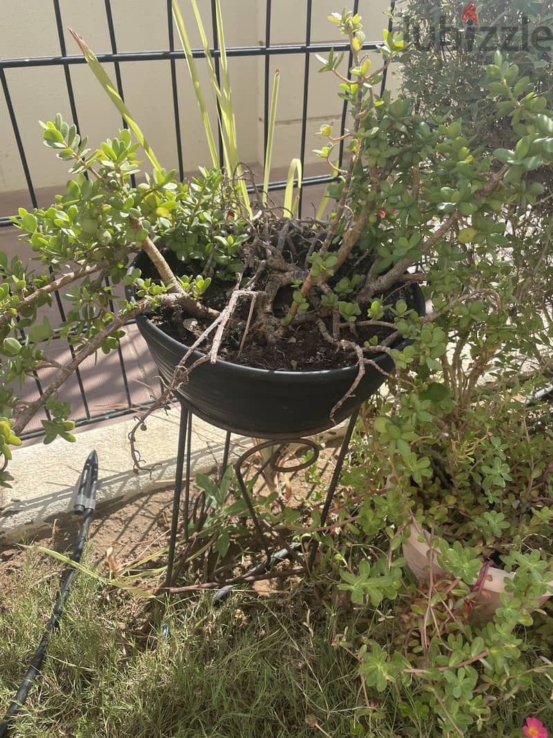 Jade plant, 4 years old with pot and stand 0