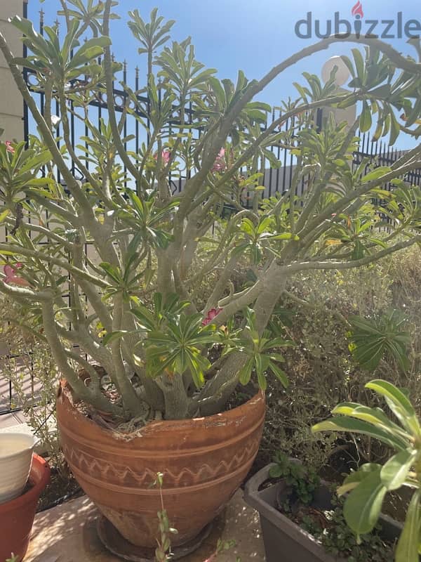 Large mature plant with clay pot 1