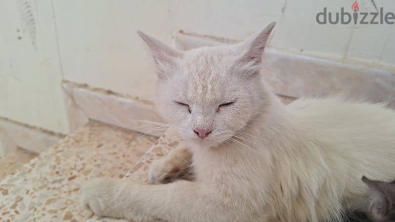 Turkish angora limited cats in world 0