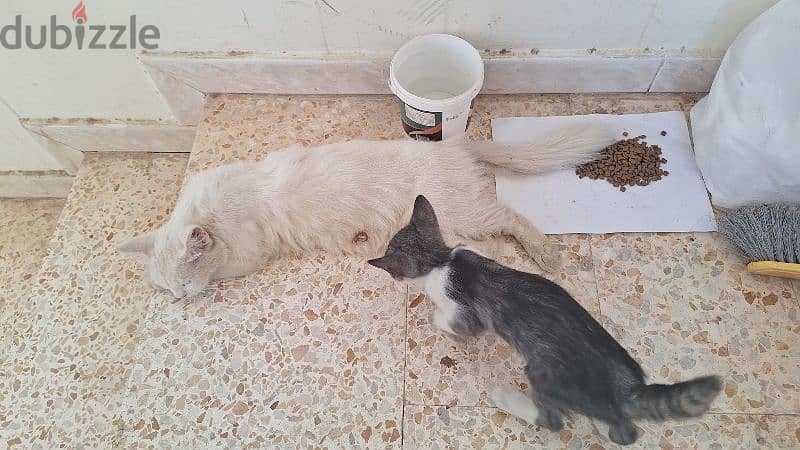 Turkish angora limited cats in world 1