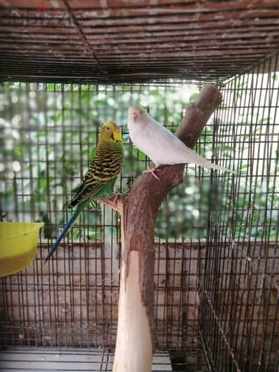 very cute active Budgies pair