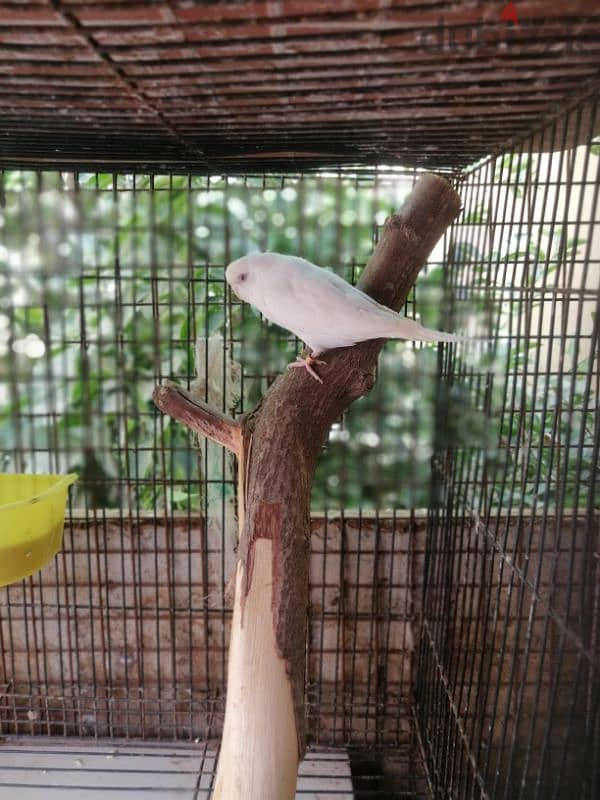 very cute active Budgies pair 1