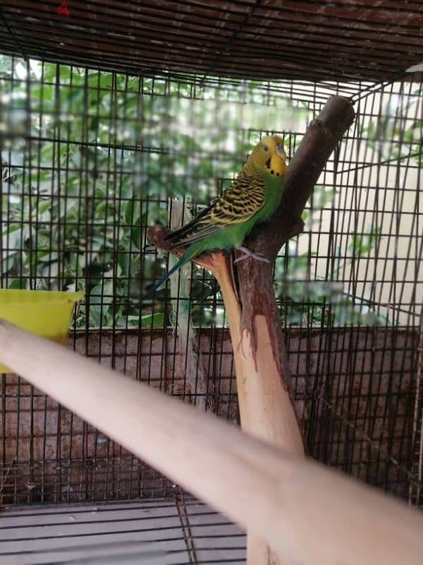 very cute active Budgies pair 2