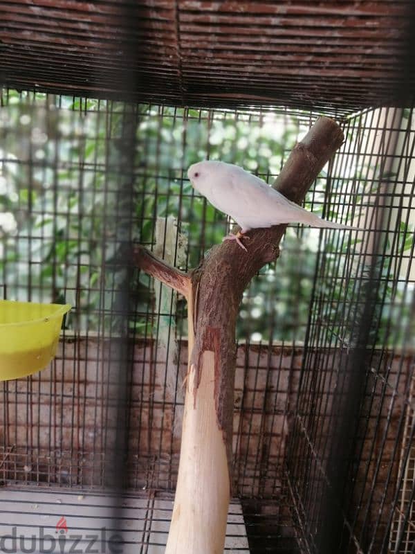 very cute active Budgies pair 3