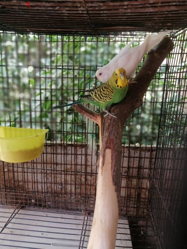 very cute active Budgies pair 4