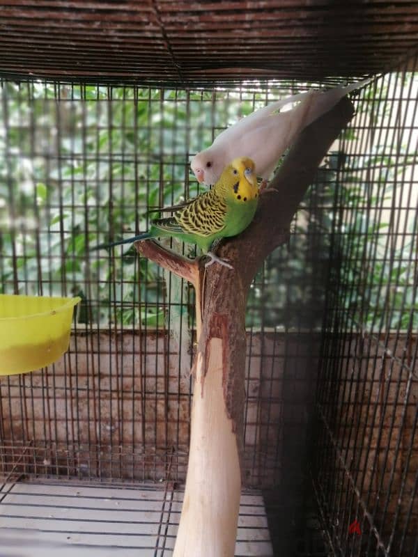 very cute active Budgies pair 5