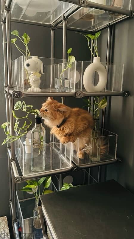 plant stand / bookshelves 0