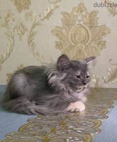 Persian Female Kitten 0