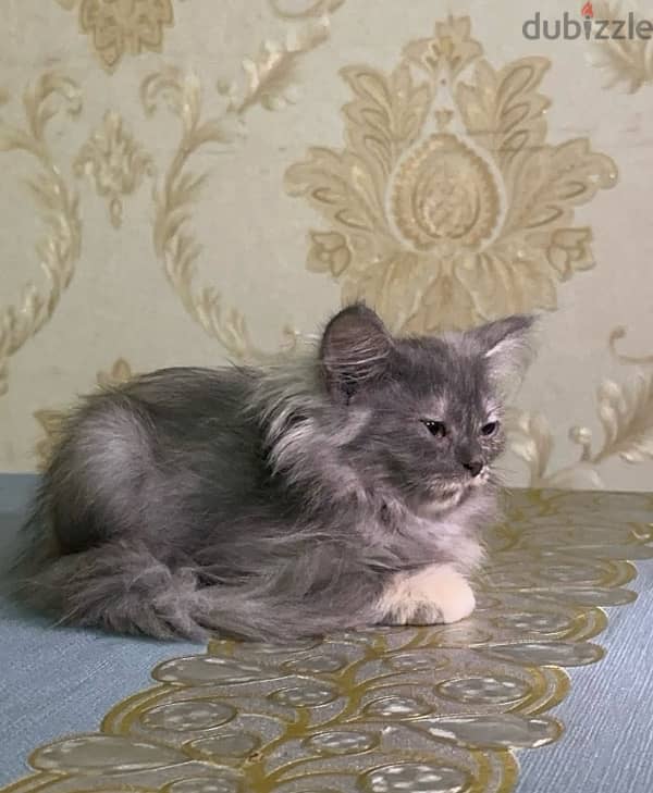 Persian Female Kitten 0