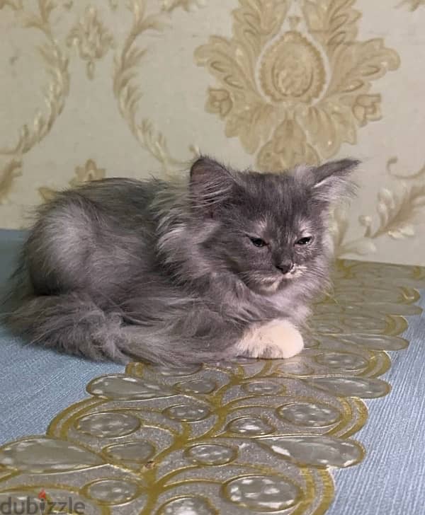 Persian Female Kitten 1