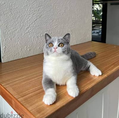 British shorthair kittens