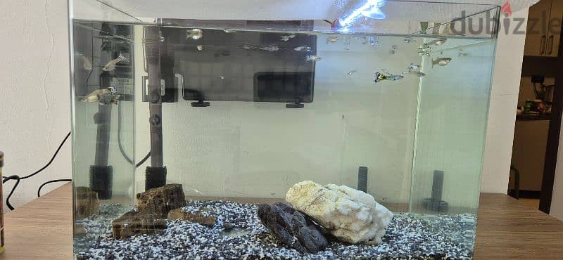 fish tank with guppies 2