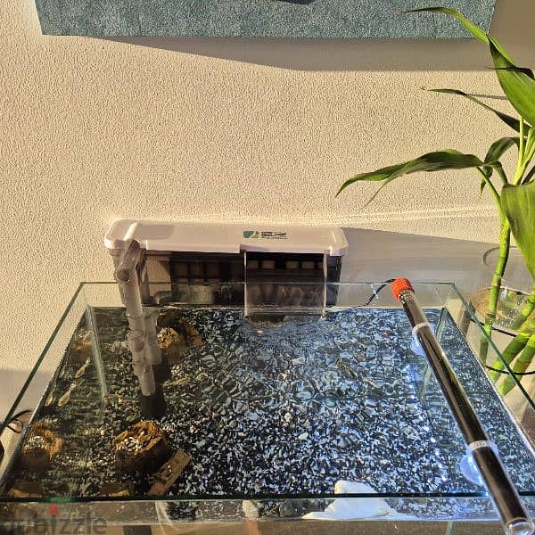 fish tank with guppies 6