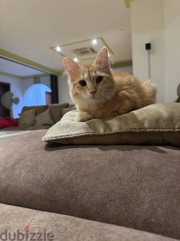 Meet Simba - Your new furry friend 1