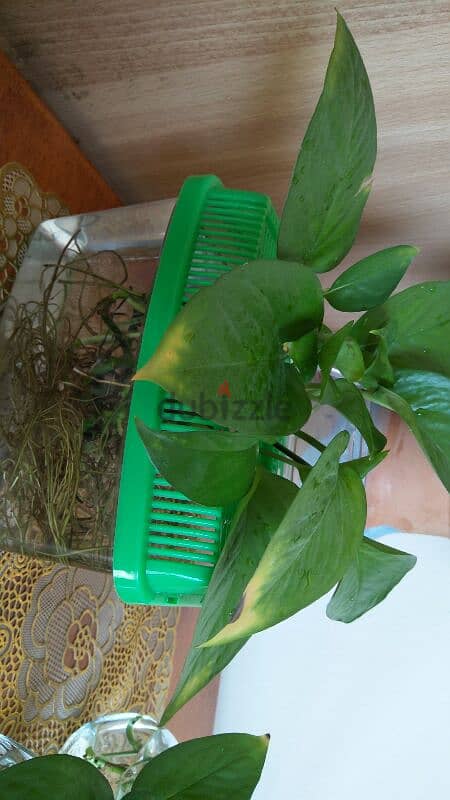 money plant cuttings (only cuttings without pot) 1