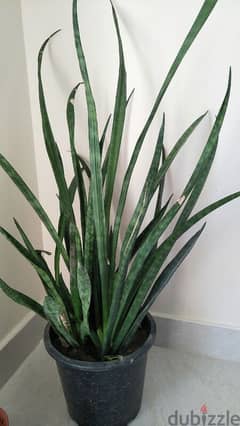 Huge Snake Plant For Sale 0