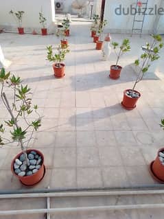 Roof Garden for Sale 0