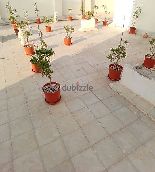 Roof Garden for Sale 3