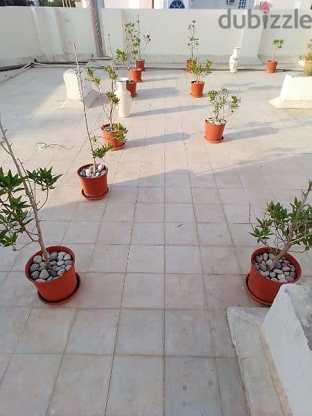 Roof Garden for Sale 7