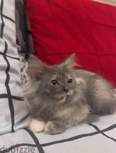 Persian Kitten female 0