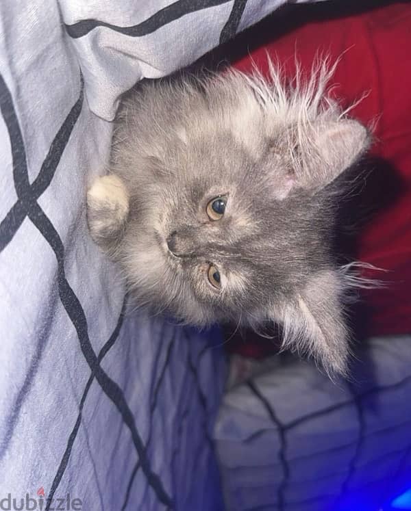 Persian Kitten female 1