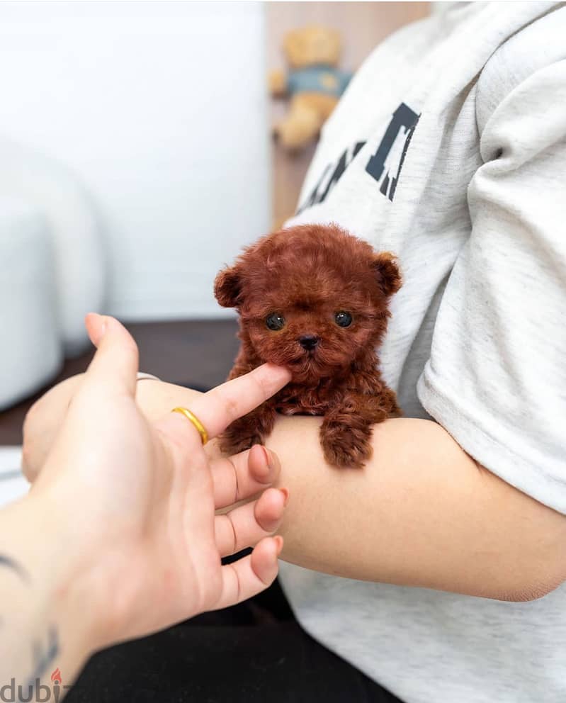 Toy poodle puppies for sale 1