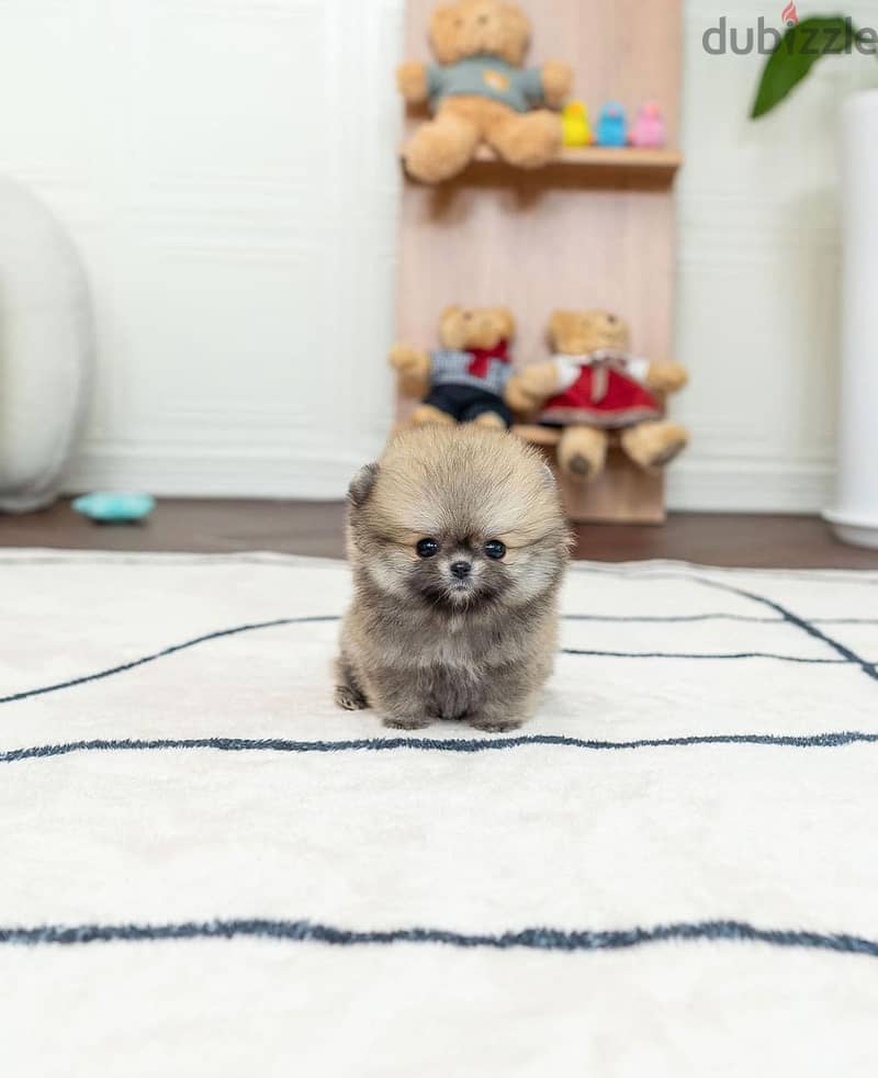 Pure pomernain  for sale 1