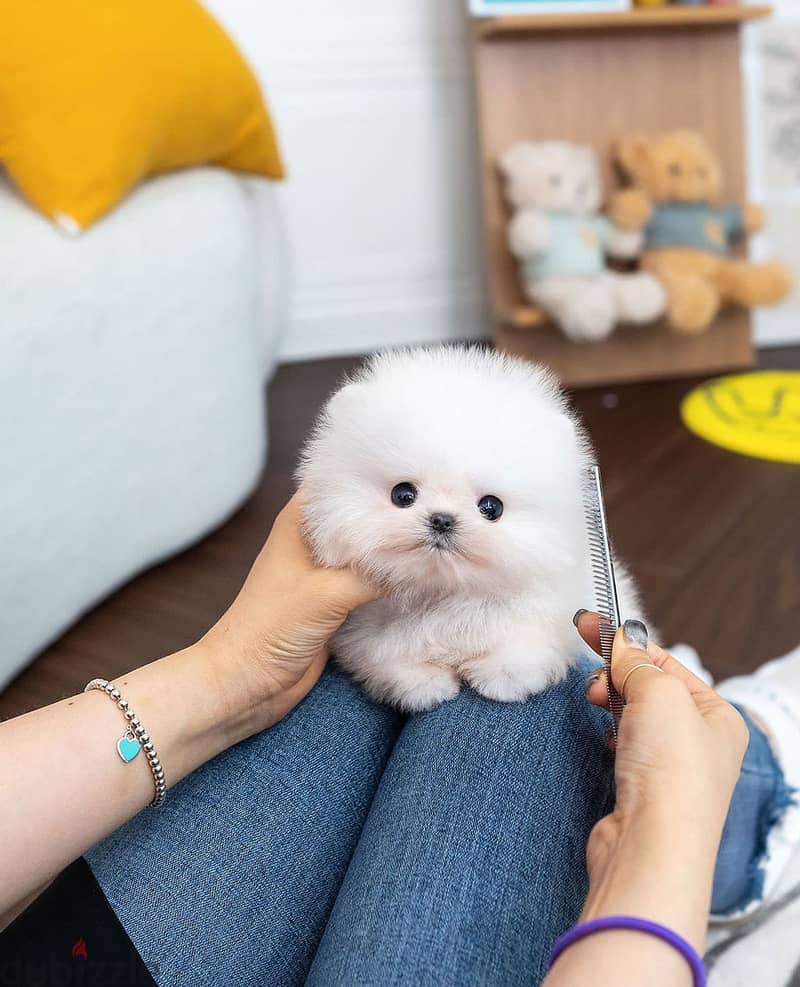 Pure pomernain  for sale 2