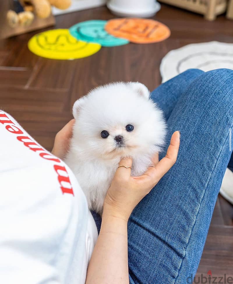 Pure pomernain  for sale 3