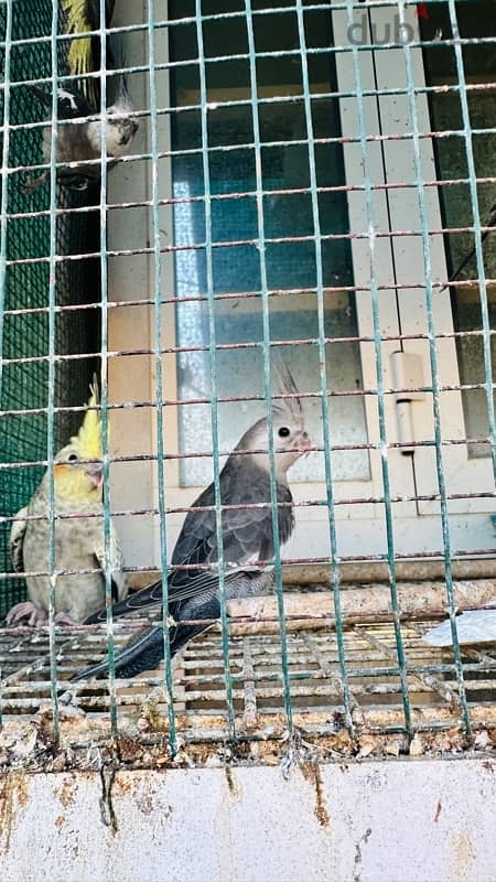 Cocktiel Home bread 8months old 1