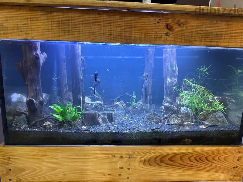 Jungle scapped Fish tank with all accessories 1