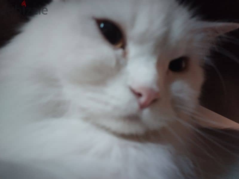 pure Persian cat 1