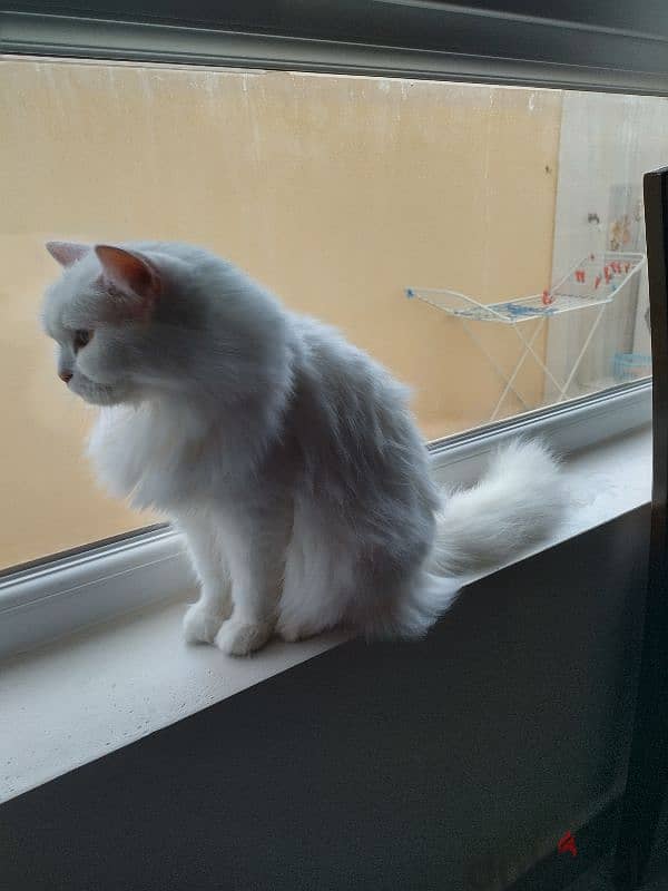 pure Persian cat 3