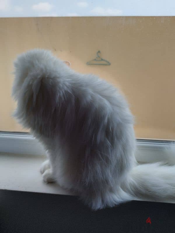 pure Persian cat 5