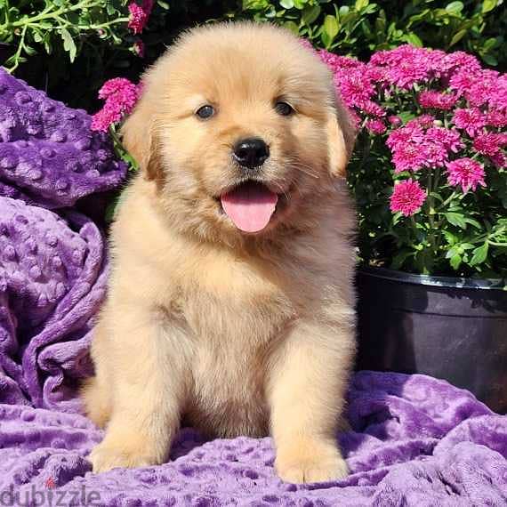 Male Golden Retriever for sale 0