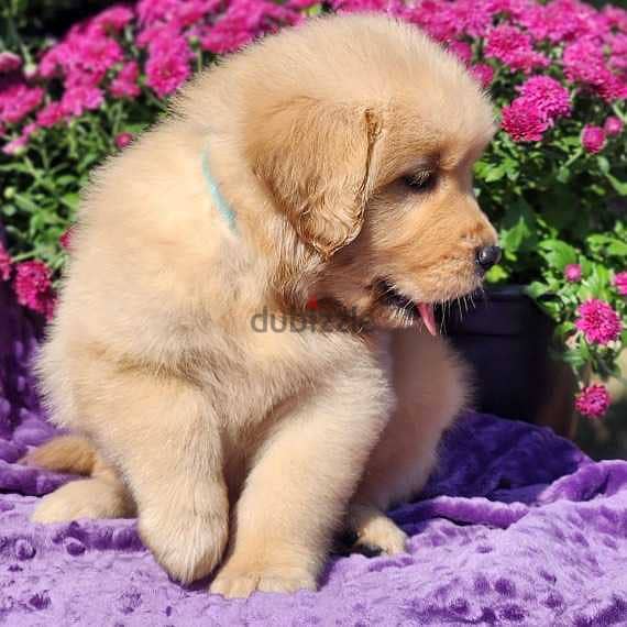 Male Golden Retriever for sale 1