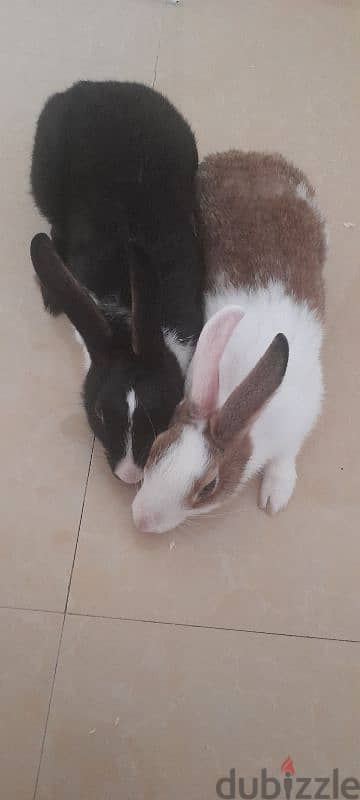 Rabbits for adoption