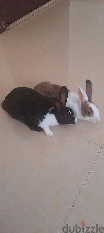 Rabbits for adoption 1