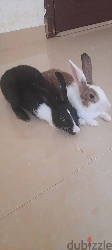 Rabbits for adoption 2