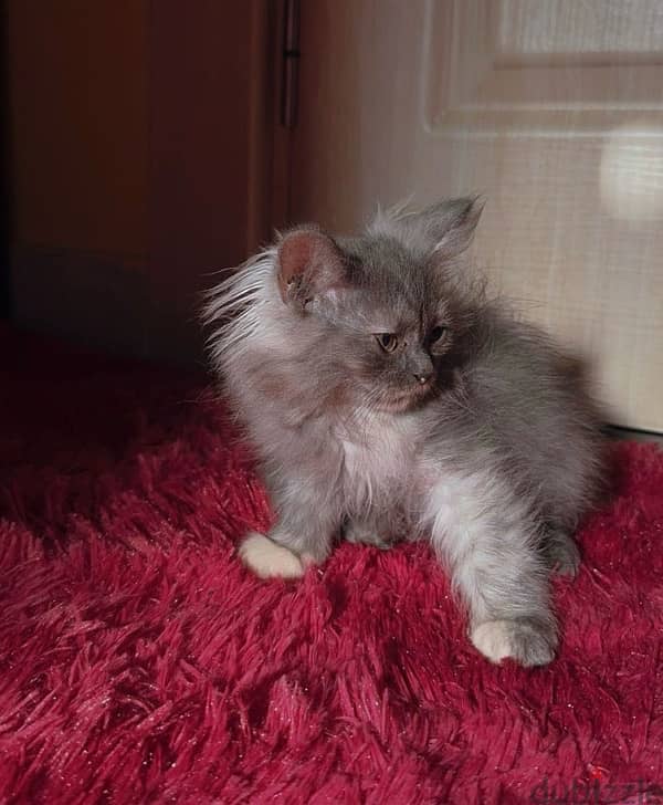 Persian Kitten Female 0